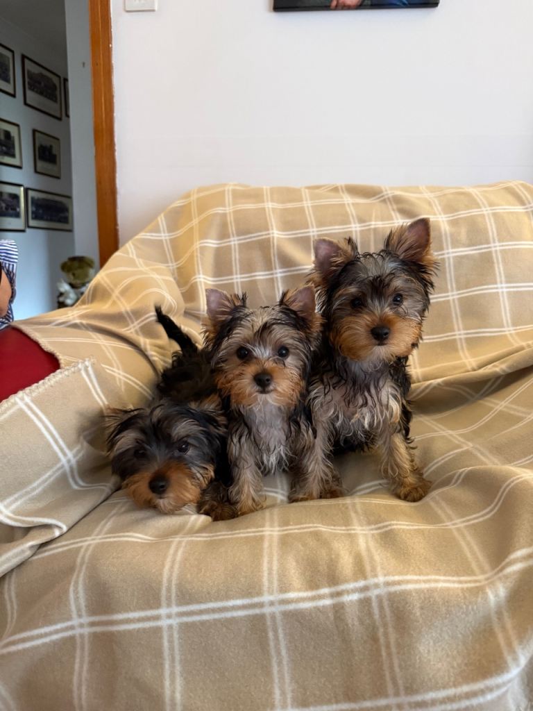 Yorkshire Terrier Puppies for sale