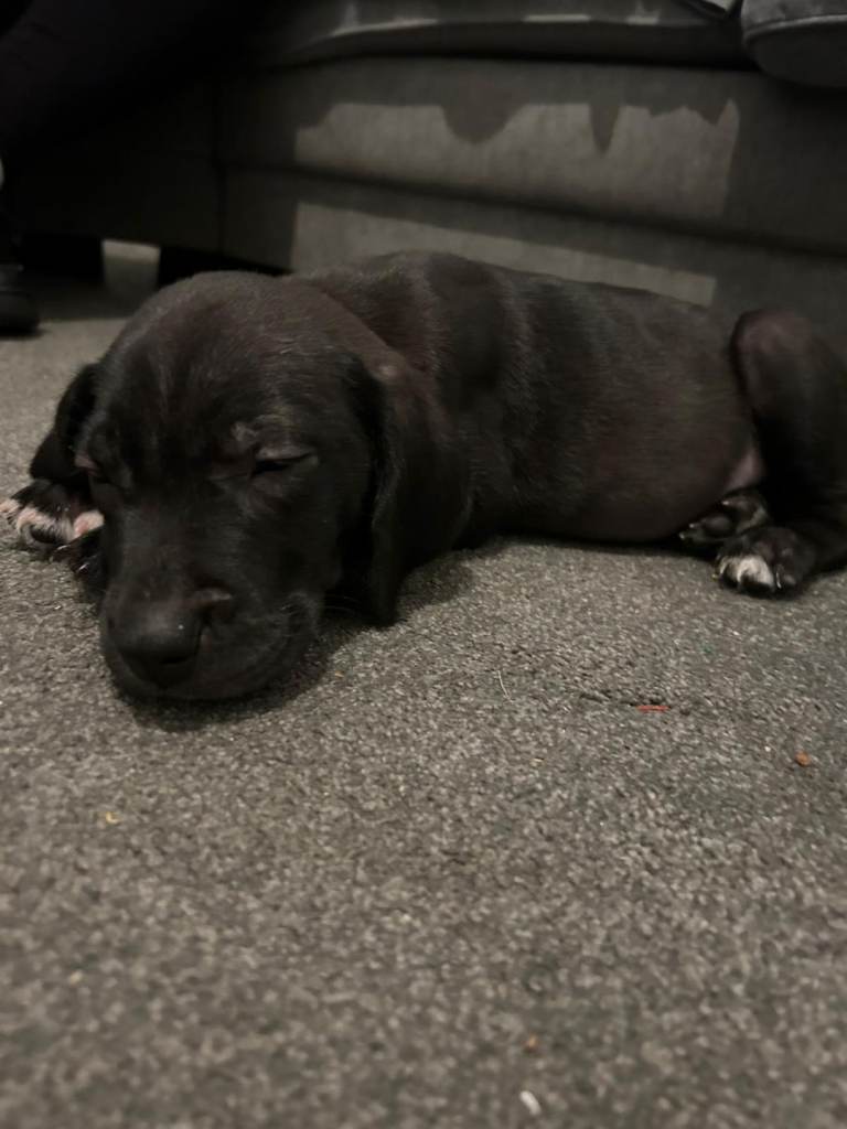 Labrador mixed with pressa canario Beautiful really good dog for sale