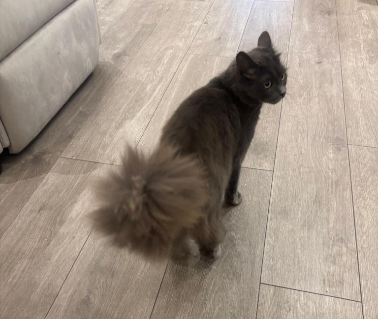 Beautiful girl grey kitten