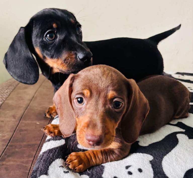 Miniature Dachshunds