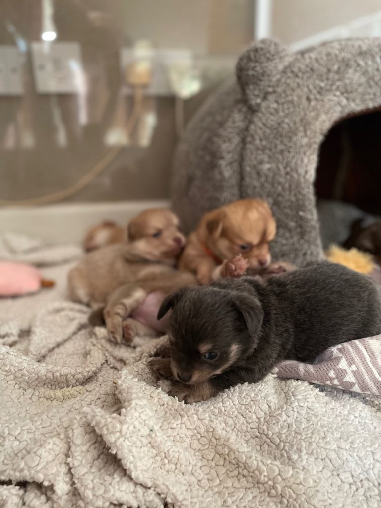 Pure bred chihuahua puppies rare colours 