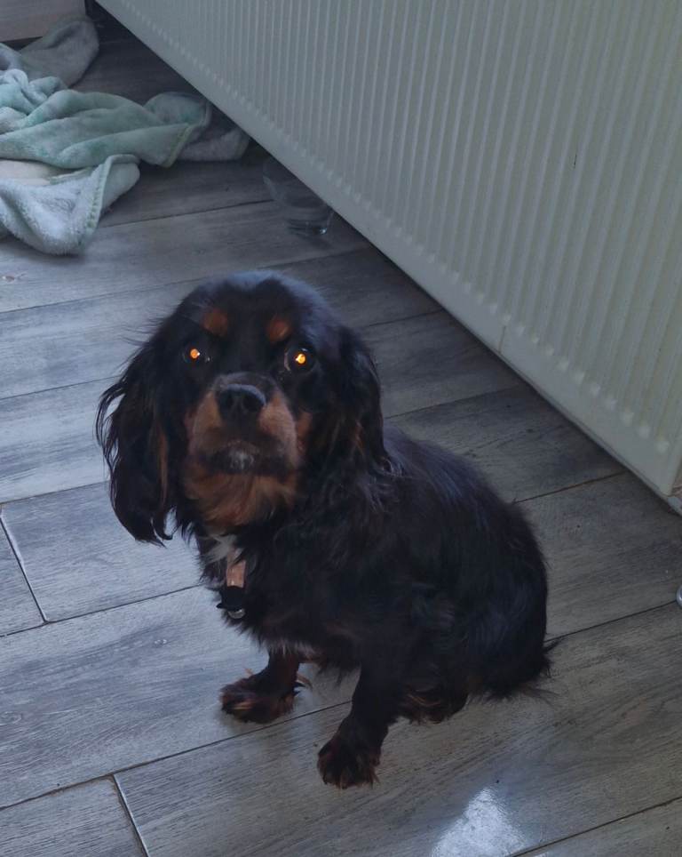 Black & tan cavalier 