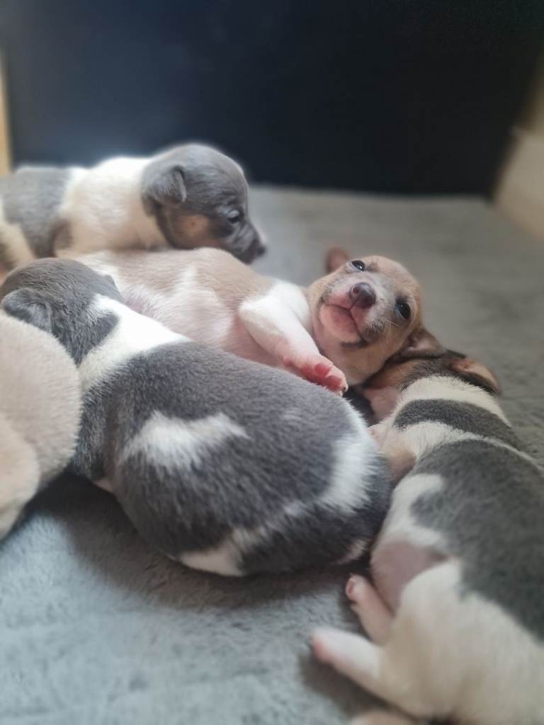 Jack russell pups very rare colours