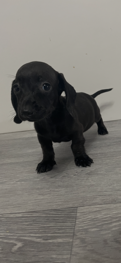 READY NOW-Miniature Dachshunds 