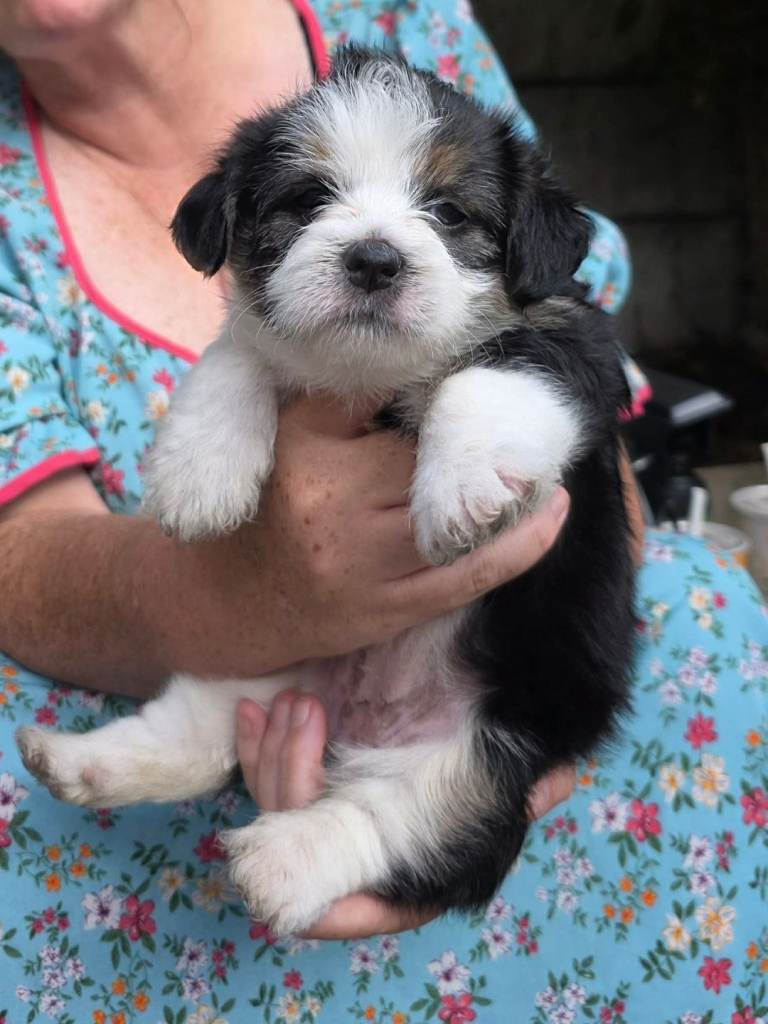 Jack russel x shitzu puppies 