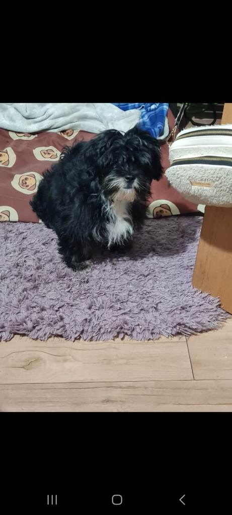 Male Shih Tzu puppy last one 
