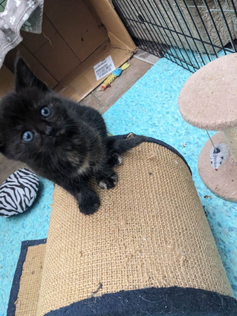 Kittens 