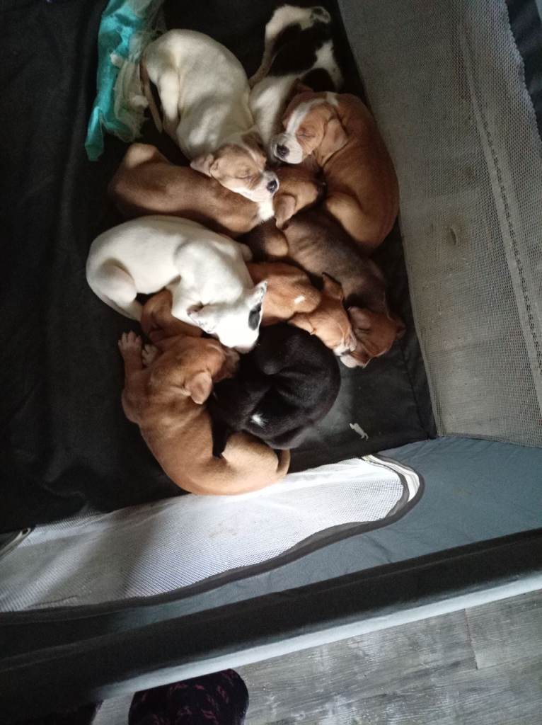 Canecorso mixed American bulldog puppies 