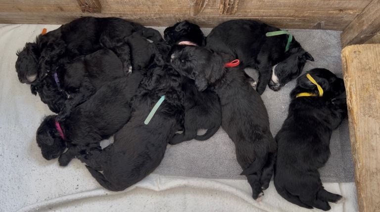 Bernedoodle Puppies 