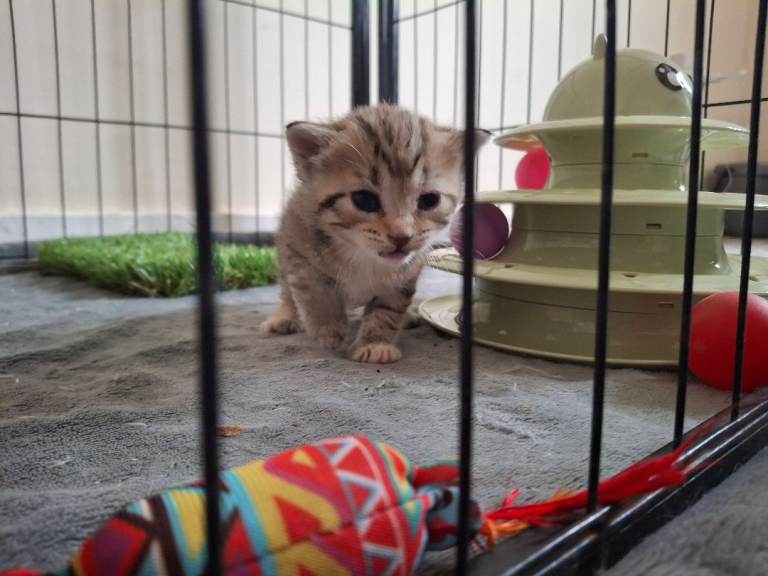 Bengames kittens