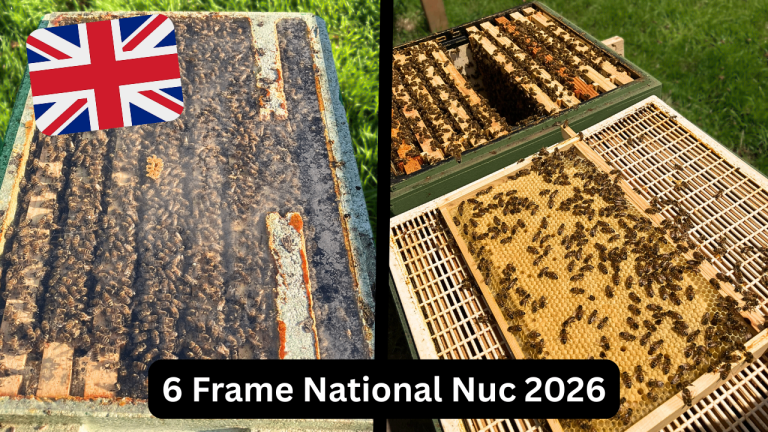 6 Frame National Nuc of Bees 2026 Overwintered British