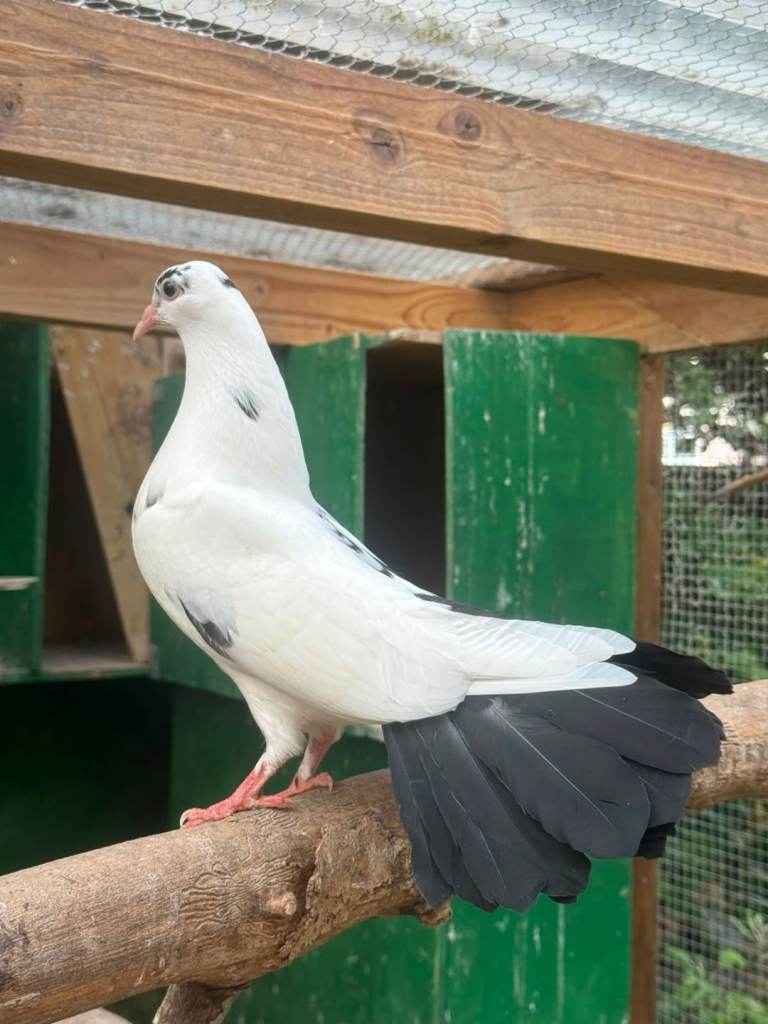 Fantail pigeons for sale 