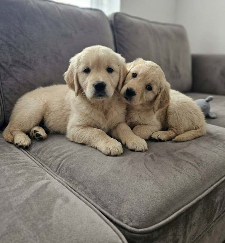 Golden retriever puppies 