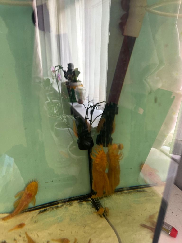 Breeding plecos 