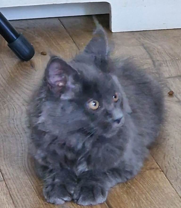 Mainecoon kittens ready now
