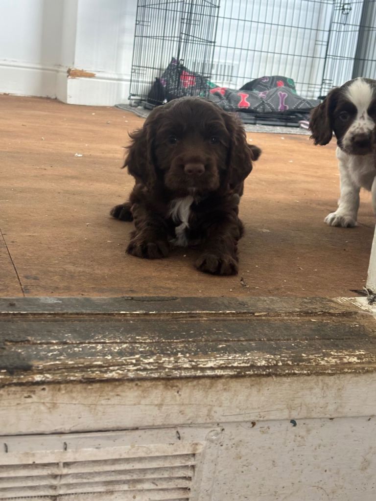 Boy sprocker spaniel pup