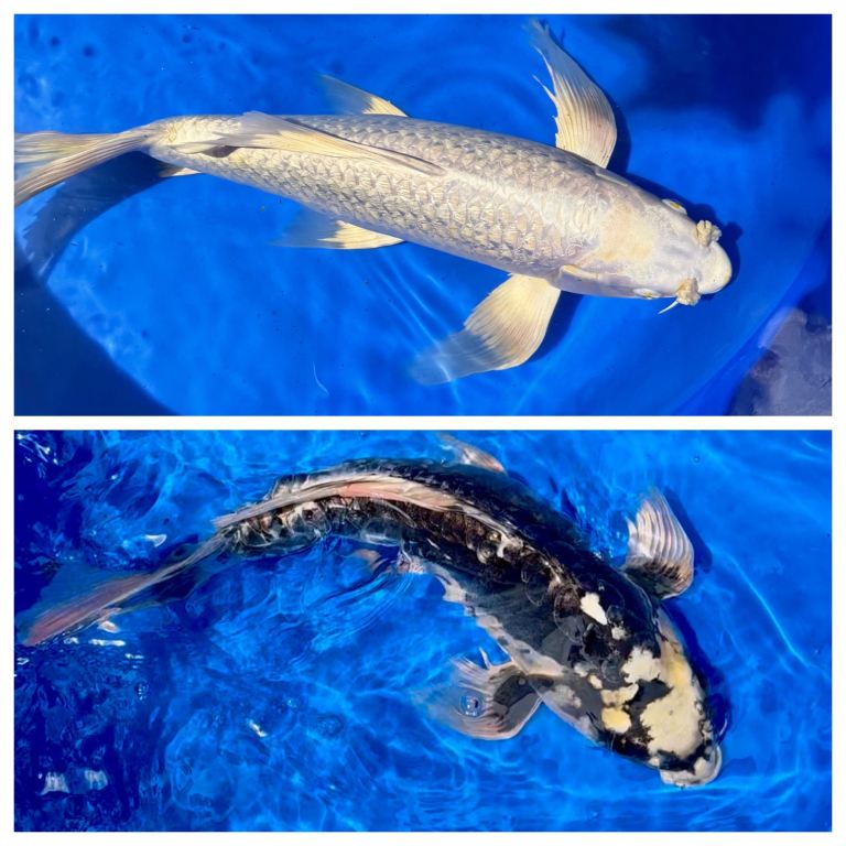 Large Japanese Butterfly Koi