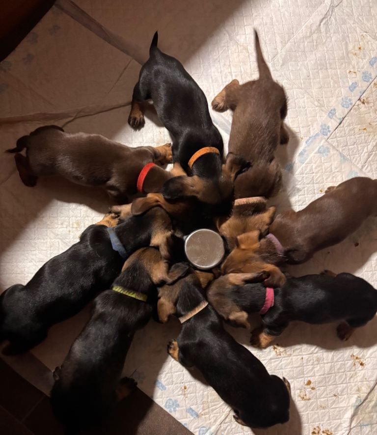 Wirehaired dachshund puppies 