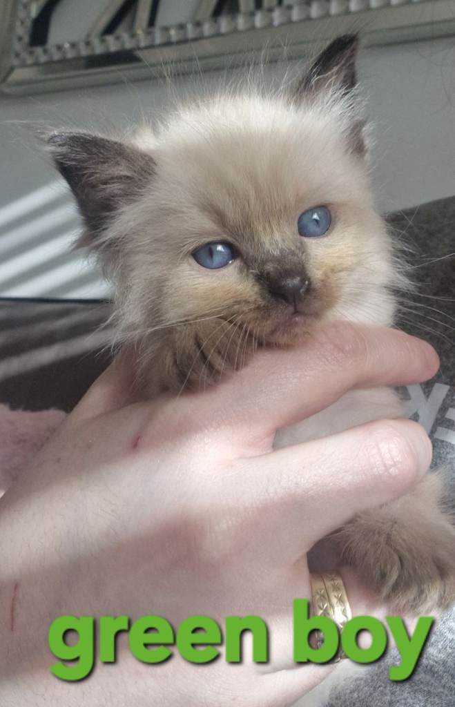 Litter of ragdoll kittens 