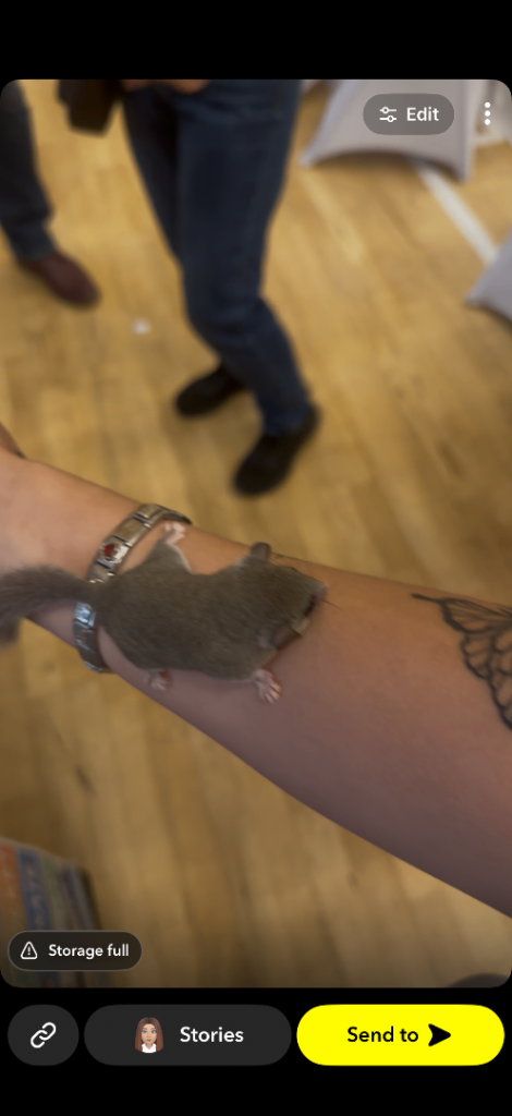 4 micro squirrel (African Pygmy doormice)