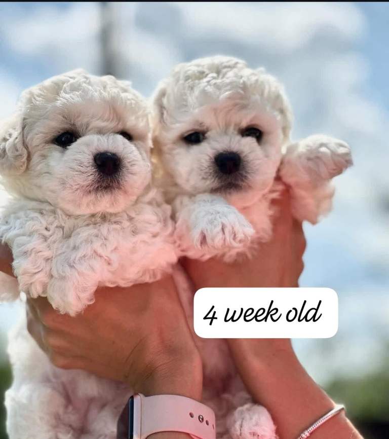Adorable bichon puppies 