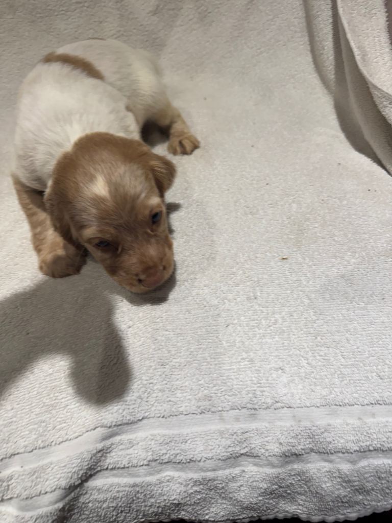 Cocker spaniel puppy