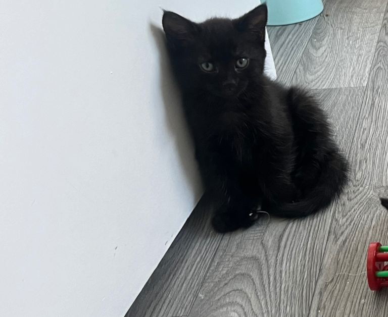 Kittens for sale (half british short hair)