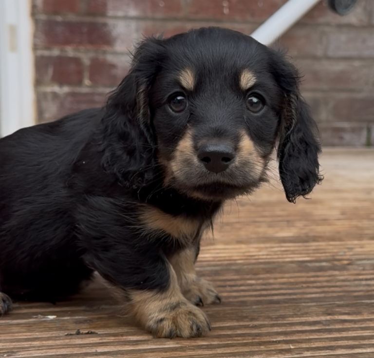Miniature dachshunds ready now males