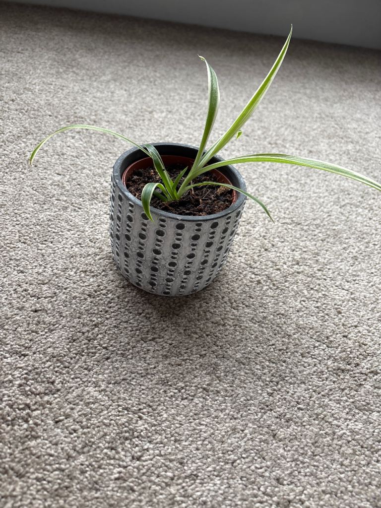 Spider plant with decorative pot