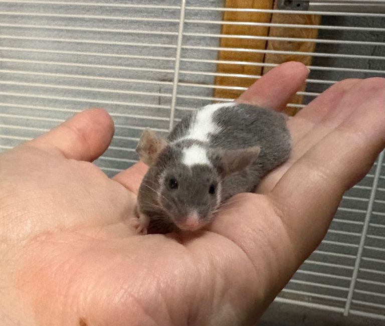 Friendly grey & white male baby fancy mouse with full set up