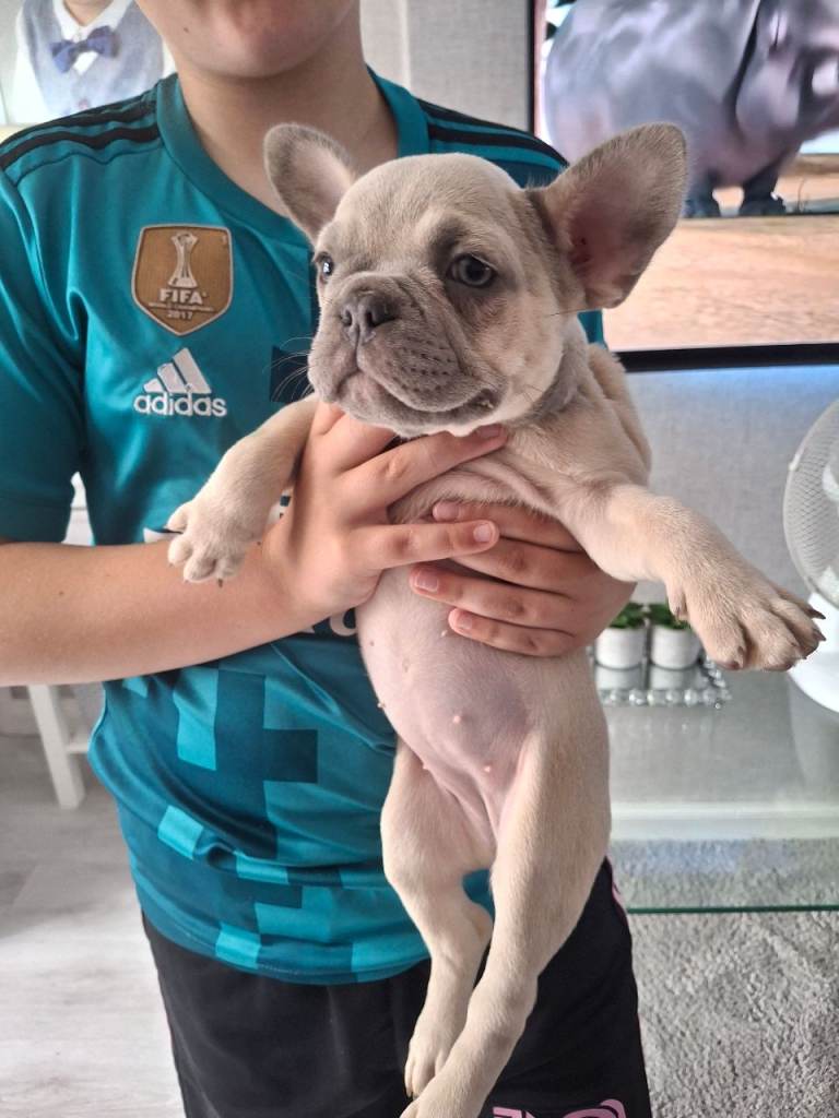 French bulldog pups