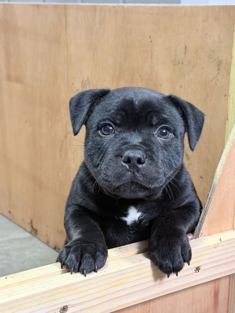 Staffordshire bull terrier staffy male left 