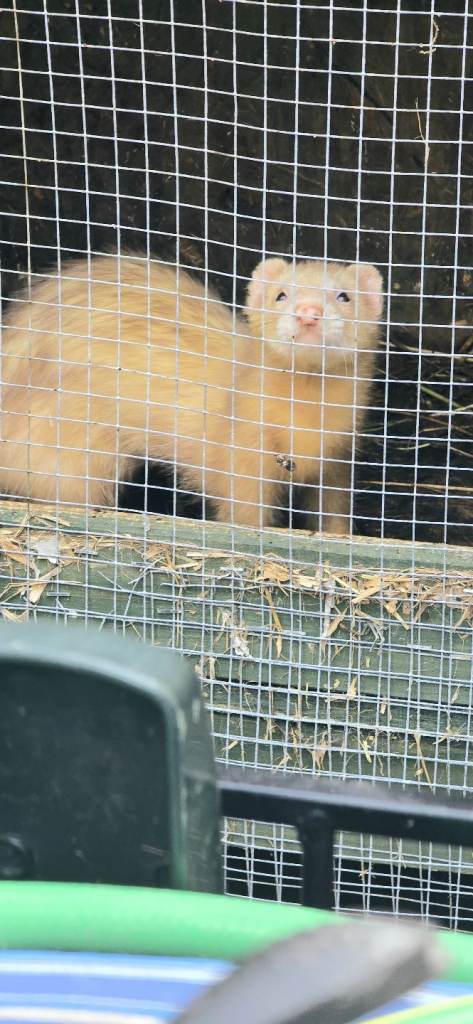 Wire mesh 
