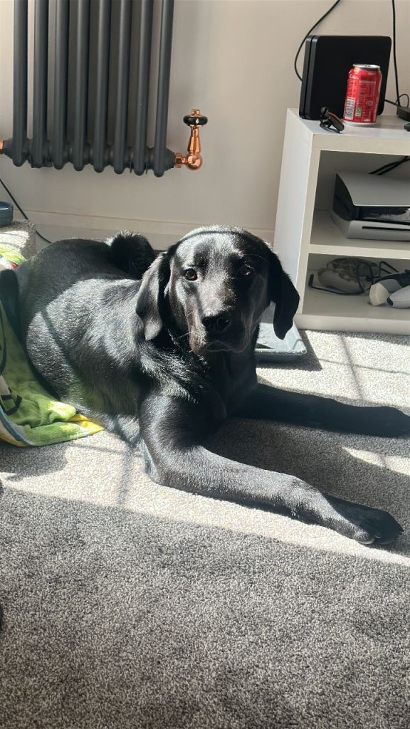 8 1/2 month old puppy 