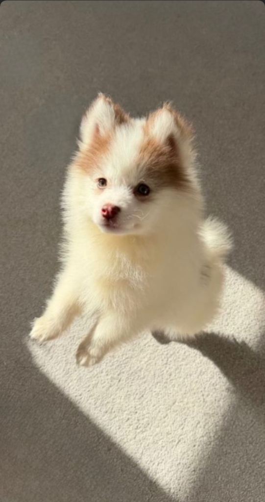 Adorable 3 month Pompsky for sale
