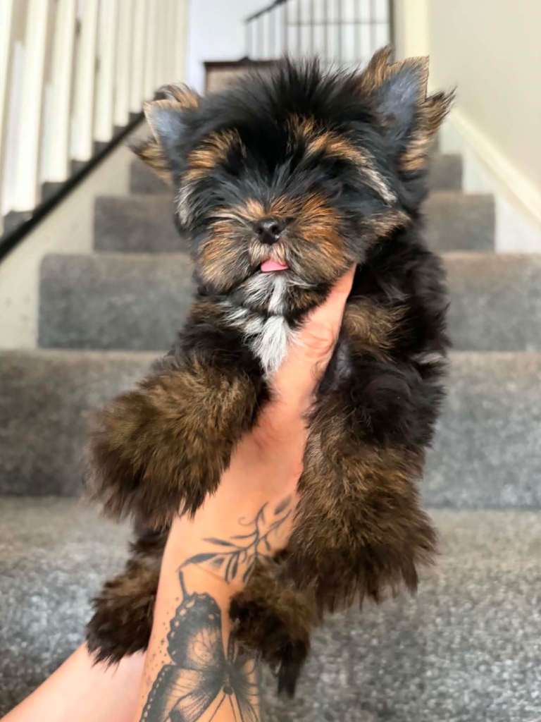 Beautiful Tiny Yorkshire Terrier Puppies – Ready Now