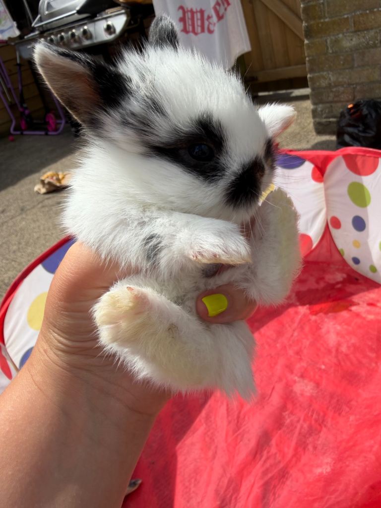 5x MINI LION LOP BUNNIES LEFT