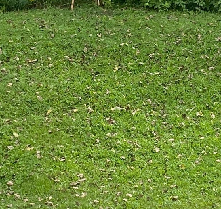 House Garden and parking spot for rent