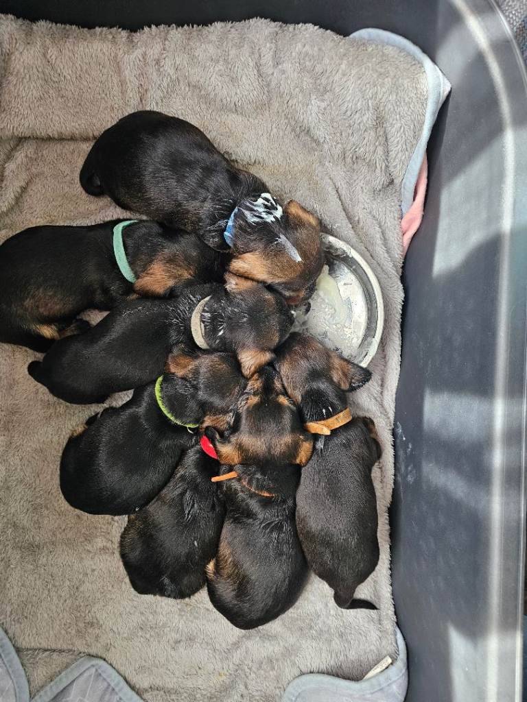 Miniature wirehaired dachshund puppies me