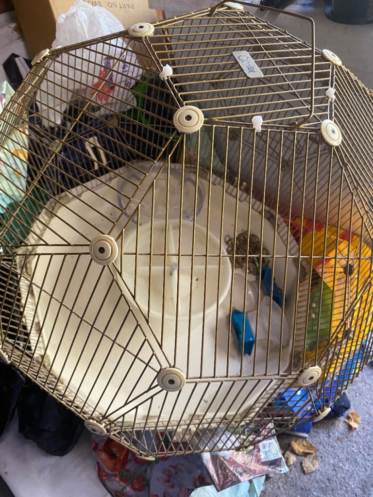 Omlet bird cadge