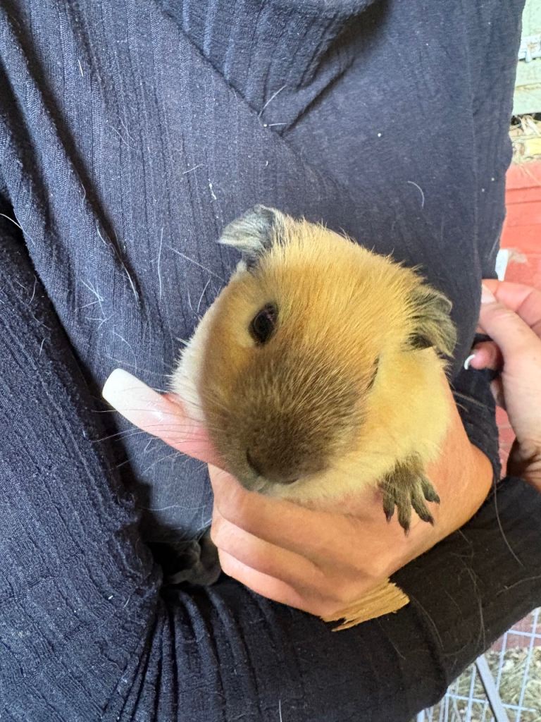Three males available