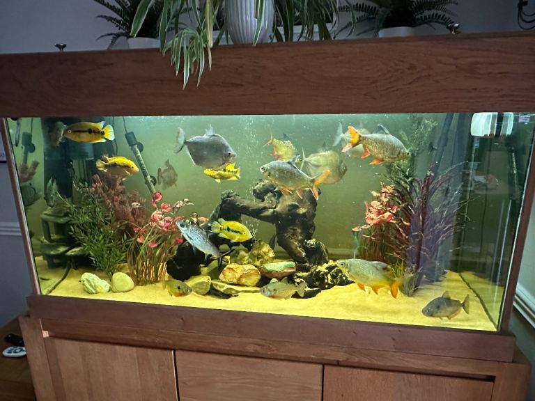 Large aquarium for sale complete set up inc fish. 
