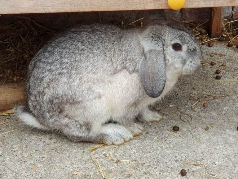 Gorgeous Rabbits for sale - Ready to go - 12 week old baby and 2yr old doe