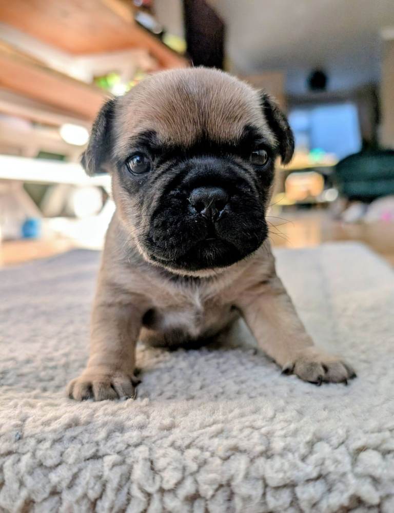 Two male french bulldog mix puppies