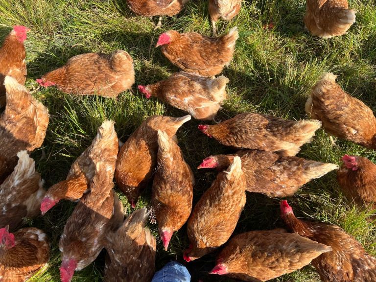 Organic Hy-line hens/chickens for sale