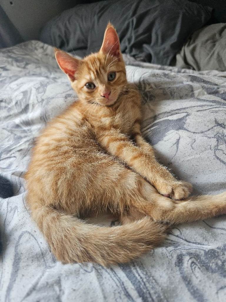 Kittens looking for forever loving home 