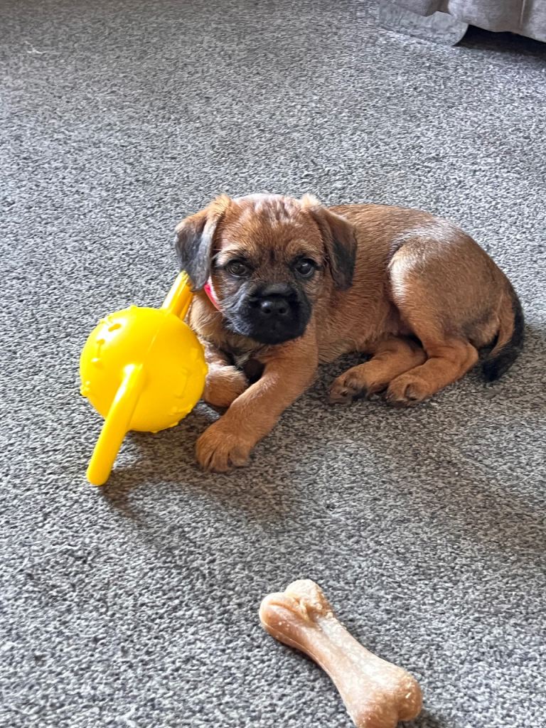 BORDER TERRIER BITCH