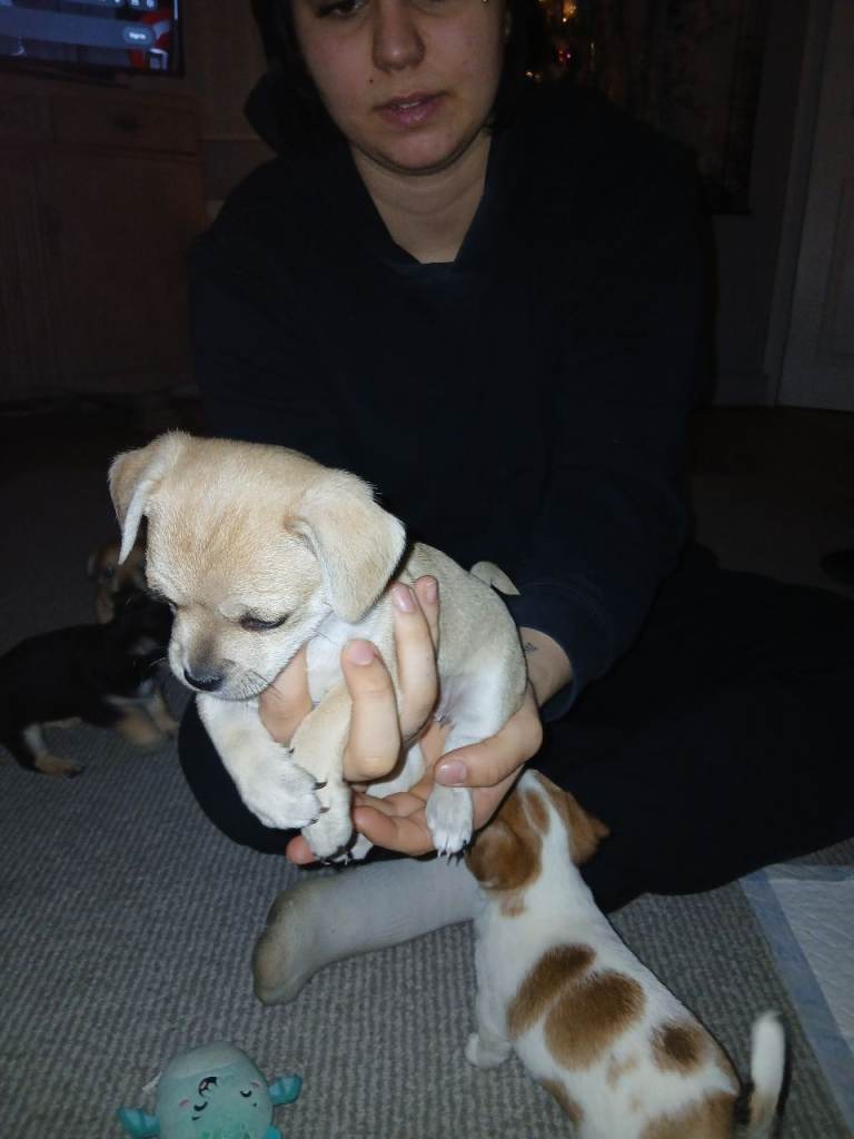 Female puppy looking for loving forever home.