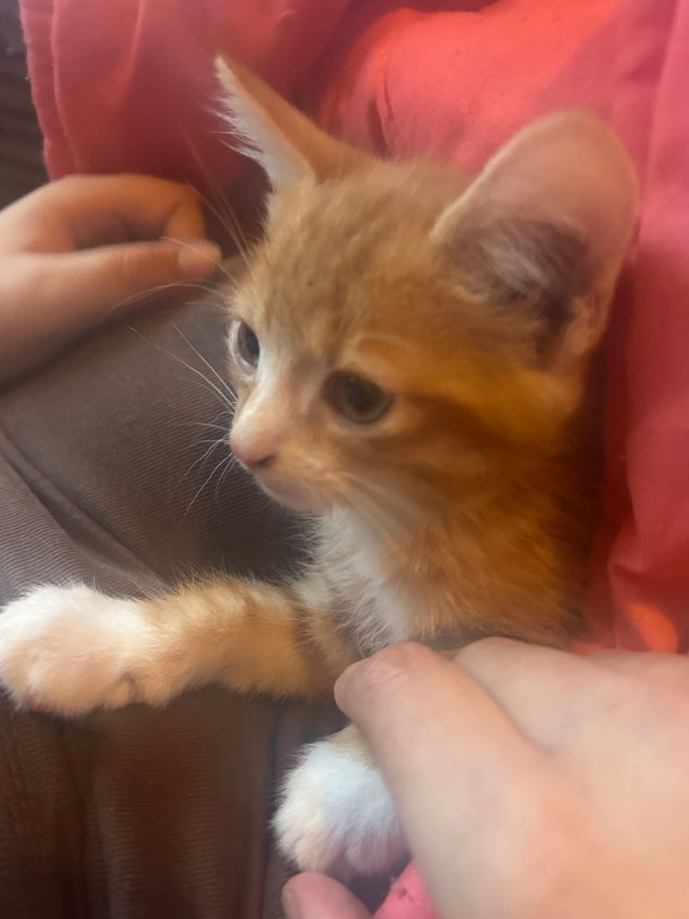 Little boy kitten 