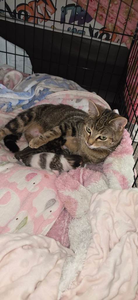 3 beautiful kitten for sale 